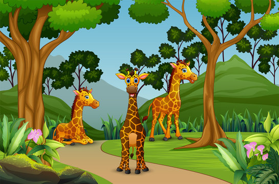 A group of giraffe enjoying in the forest