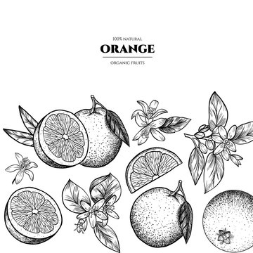 Vector frame with oranges and flowers .Hand drawn. Vintage style