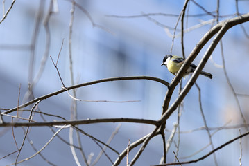 Cute tomtit sitting on a tree branch against a blue spring sky
