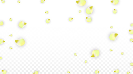 Vector Realistic Pink Petals Falling on Transparent Background.  Spring Romantic Flowers Illustration. Flying Petals. Sakura Spa Design. Blossom Confetti.