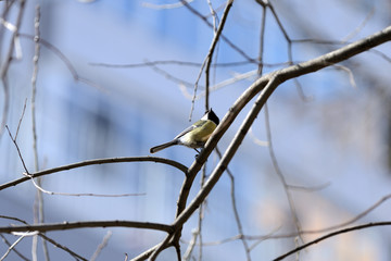 Cute tomtit sitting on a tree branch against a blue spring sky