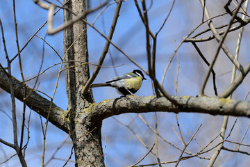 Cute tomtit sitting on a tree branch against a blue spring sky