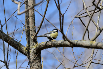 Cute tomtit sitting on a tree branch against a blue spring sky