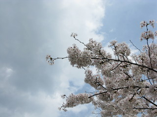 Obraz premium 桜