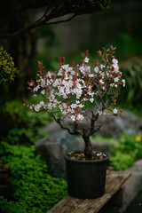 plum bonsai tree in a pot