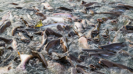 Water Splashing,Fish in the river