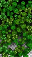 Vector Clover Leaf  Isolated on Transparent Background with Space for Text. St. Patrick's Day Illustration. Ireland's Lucky Shamrock Poster. Invintation for Concert in Pub. Top View. Success Symbols.