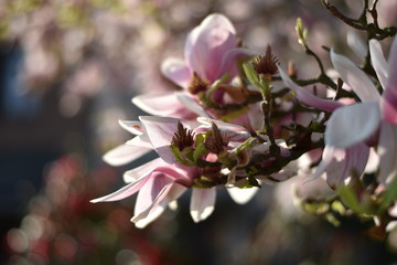 Magnolienbl&uuml;ten (Magnolia)