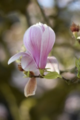 Naklejka premium Magnolienblüte (Magnolia)