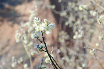 Blooming willow twig on a blurred background. Beautiful twig of flowering willow with bokeh effect.