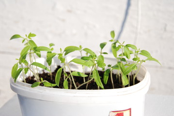 Young fresh seedling stands in plastic pots. cucumber plantation. cultivation of cucumbers in greenhouse. Cucumber seedlings. Selective focus.