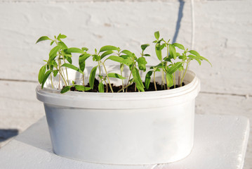 Young fresh seedling stands in plastic pots. cucumber plantation. cultivation of cucumbers in greenhouse. Cucumber seedlings. Selective focus.