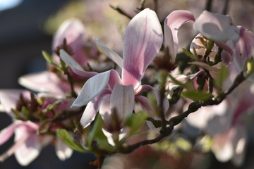 Obraz premium Magnolienblüten (Magnolia)