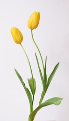 黄色いチューリップの花、白背景