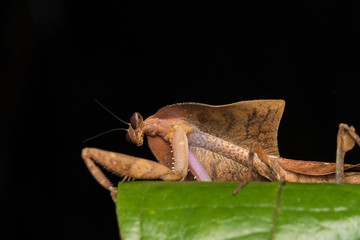 Beautiful close-up of wildlife Dead leaf mantis on green leaves - Deroplatys truncata (selective focus)