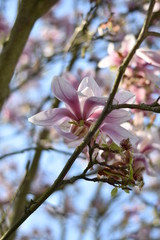 Magnolienblüten (Magnolia)