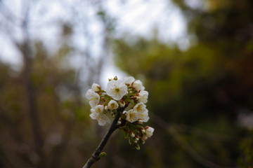 Cherry tree blossom