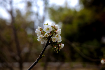 Obraz premium Cherry tree blossom