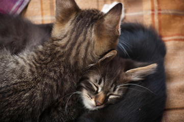sleeping kittens
