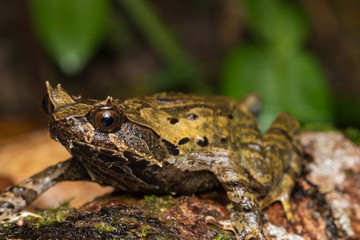 Macro image of a huge horned frog from Borneo - Megophrys kobayashii 