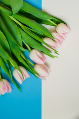 Flowers composition on color background pink, yellow and blue. one white tulip on multi-color paper geometric background. top view. copy space. Holiday concept. Pastel colors background