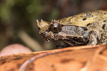 Macro image of a huge horned frog from Borneo - Megophrys kobayashii 
