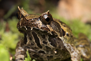 Macro image of a huge horned frog from Borneo - Megophrys kobayashii 