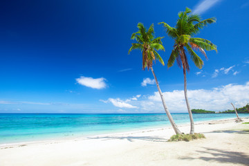 Fototapeta na wymiar beach and coconut plm tree