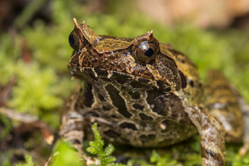Macro image of a huge horned frog from Borneo - Megophrys kobayashii 