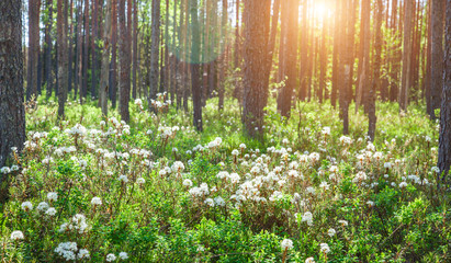 morning in spring forest © Alexander Ozerov