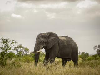 Obraz premium African Elephant after Summer Storm