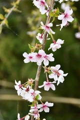 しだれ桜