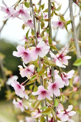 しだれ桜