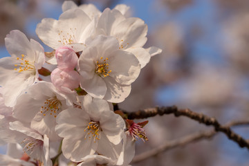 桜の花　東京都多摩市乞田川