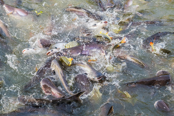 Crowd of freshwater fish scramble food in river