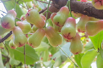 rose apple on the tree green and pink