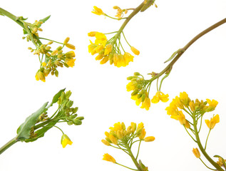 Fototapeta premium なばな