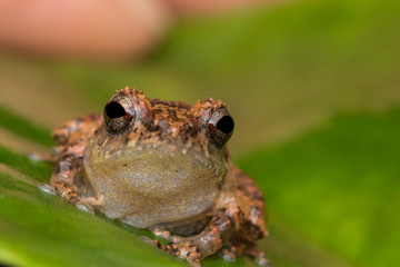 Macro image frog on green leaf in Sabah, Borneo - Philautus Amoenus (Kamboranga Bush frog)