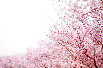 美しく満開に咲き誇る沢山の桜と曲線のコピースペースの空