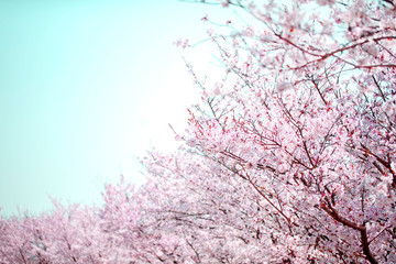 美しく満開に咲き誇る沢山の桜と曲線のコピースペースの青い空
