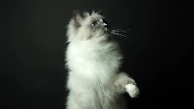 Beautiful active semi-long hair soft silky coat ragdoll breed cat with blue eyes on dark black background. 4k uhd