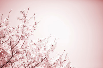 美しく満開に咲き誇る一本の桜とコピースペースの空を白と茶系に表現