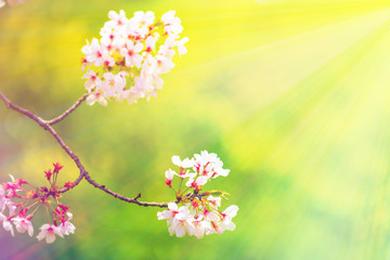 Fototapeta na wymiar 美しく咲き誇る満開のクローズアップの桜をピンク、黄色、赤、オレンジ、紫などカラフルにして緑バック　背景