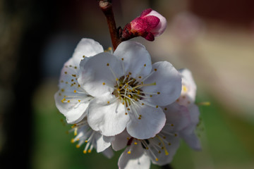Beautiful apricot flowers on a sunny day