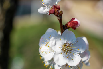 Beautiful apricot flowers on a sunny day