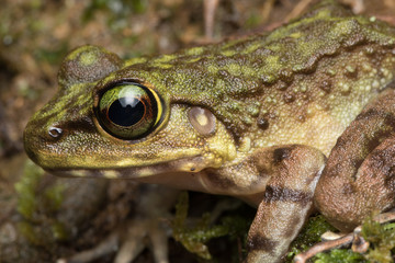 Macro Image of Frog at Borneo Island - Torrent Frog