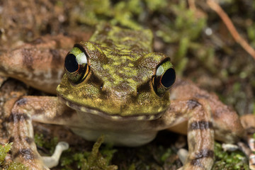 Macro Image of Frog at Borneo Island - Torrent Frog