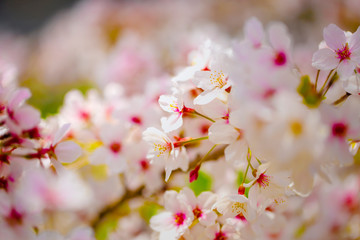 美しく咲き誇る満開の桜の中心をクローズアップ　背景