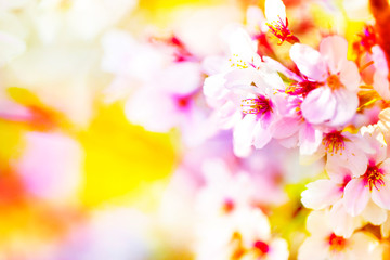 美しく咲き誇る満開のクローズアップの桜をピンク、黄色、赤、オレンジ、紫などカラフルにする　背景