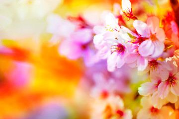 美しく咲き誇る満開のクローズアップの桜をピンク、黄色、赤、オレンジ、紫などカラフルにする　背景